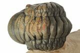 Enrolled Crotalocephalina Trilobite - Lghaft, Morocco #186741-3